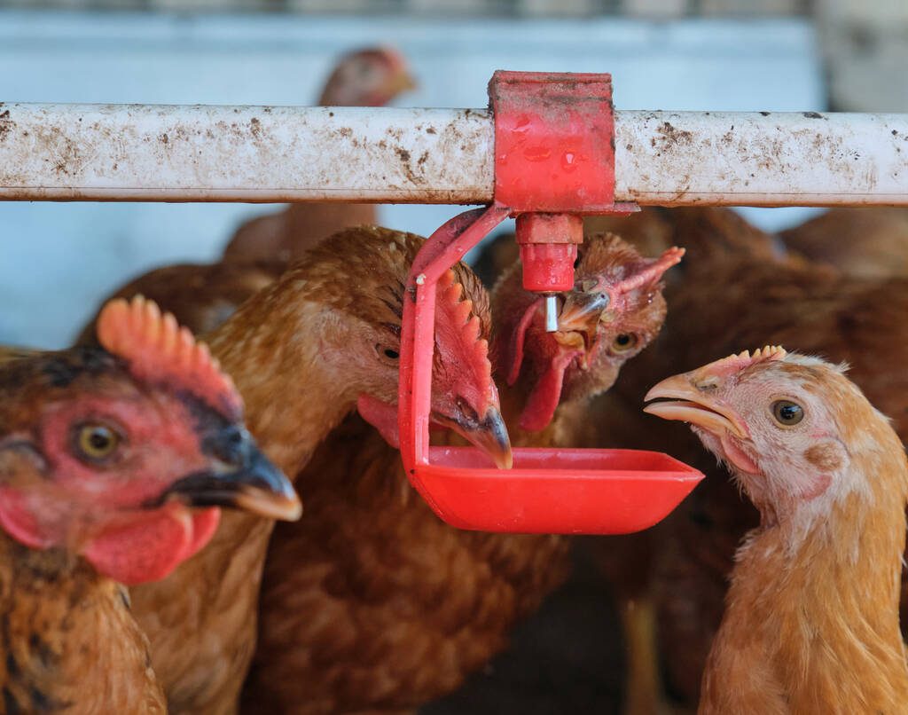 A backyard flock of chickens drinking water. PHOTO: Nicolae Malancea/ISTOCK/GETTY IMAGES
