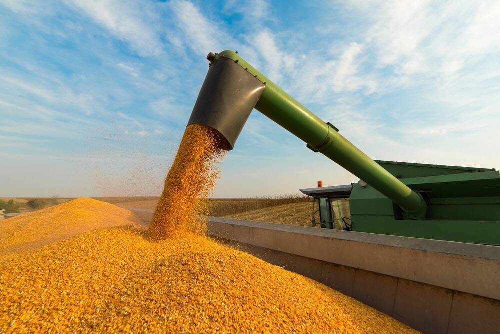 Corn harvest. Photo: Thinkstock