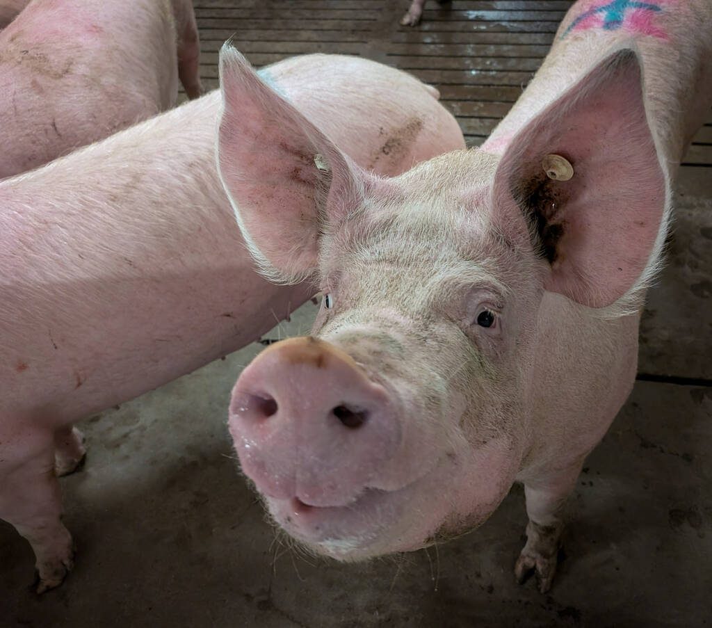 A close up on the face of a pig in a hog barn. Photo: Geralyn Wichers