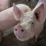 A close up on the face of a pig in a hog barn. Photo: Geralyn Wichers