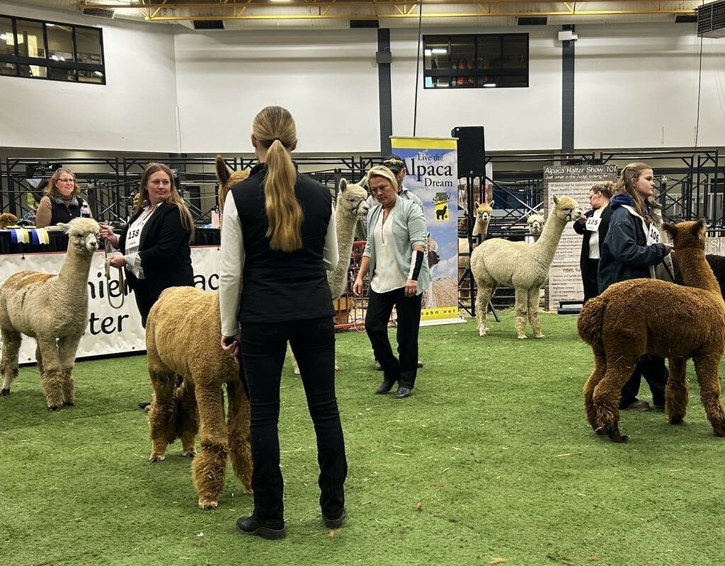 Alpaca halter show at Agribition 2025, judge Beverly Brehm in the centre. Photo: Janelle Rudolph
