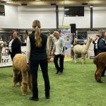 Alpaca halter show at Agribition 2025, judge Beverly Brehm in the centre. Photo: Janelle Rudolph
