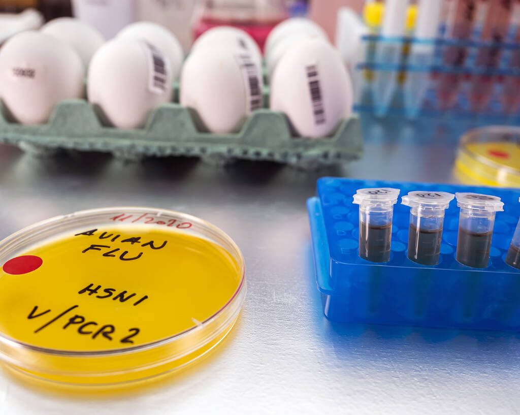 Eggs and a petri dish in a lab.