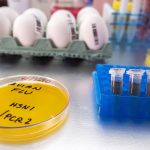 Eggs and a petri dish in a lab.