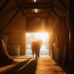 Rear view of woman walking with horse outside the barn during sunset. Photo: Simon Skafar/Getty Images Plus