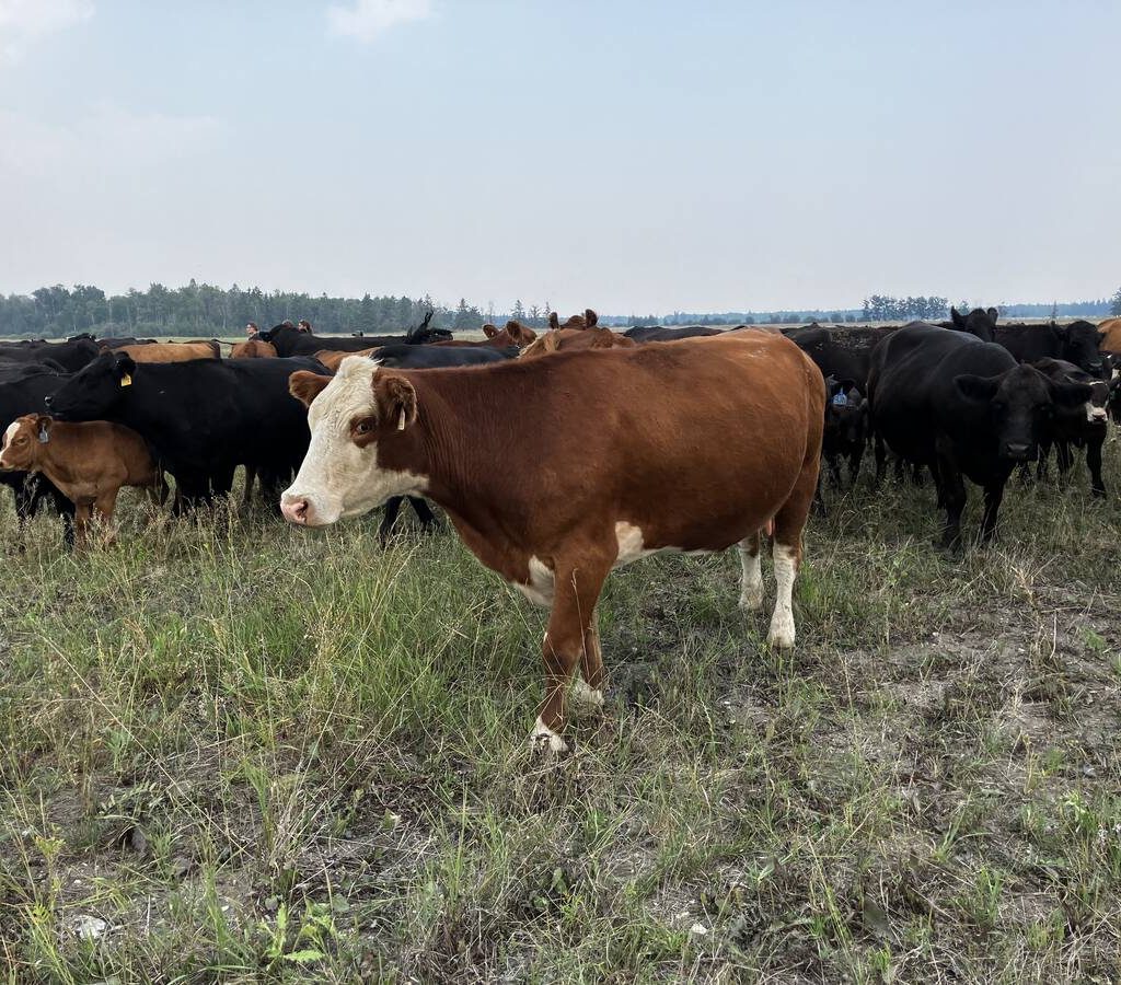 Cows grazing on Scott Duguid's pasture north of Gimli, Manitoba in July 2025.