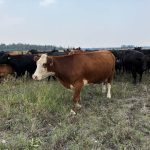 Cows grazing on Scott Duguid's pasture north of Gimli, Manitoba in July 2025.