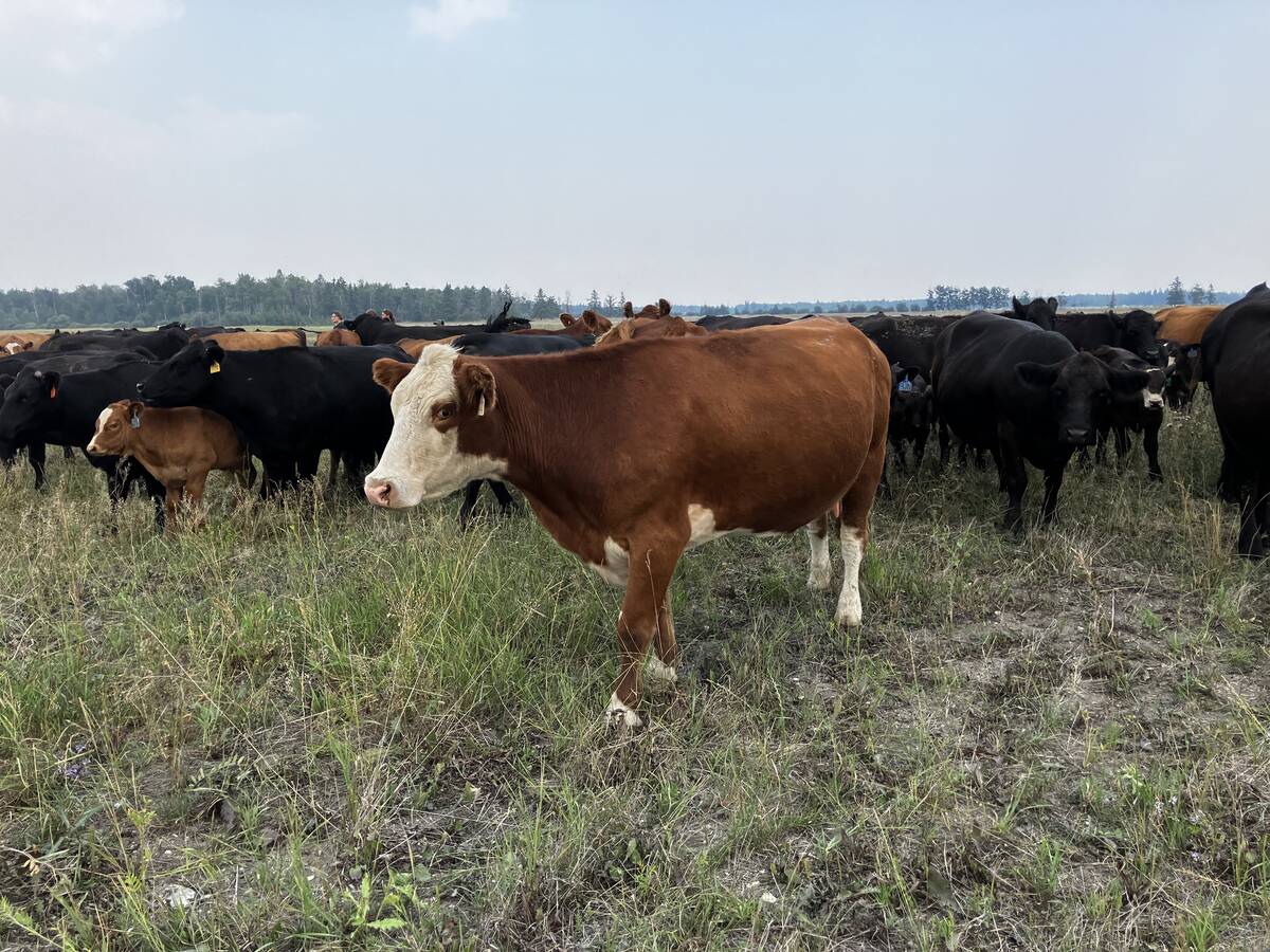 Image for Beef DNA testing now available in Canada
