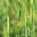 The 2025 wheat crop develops in early summer in central Manitoba. Photo: Alexis Stockford