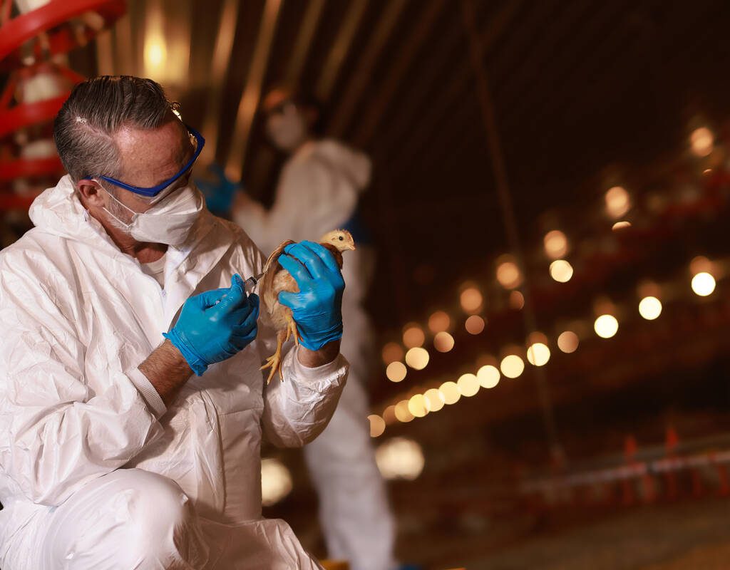Two veterinarians in facial masks and white coats examining chickens in the hen house Examining Chick In Farm With Protective Clothing. Photo: Getty Images Plus