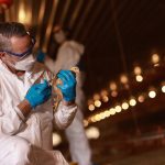Two veterinarians in facial masks and white coats examining chickens in the hen house Examining Chick In Farm With Protective Clothing. Photo: Getty Images Plus