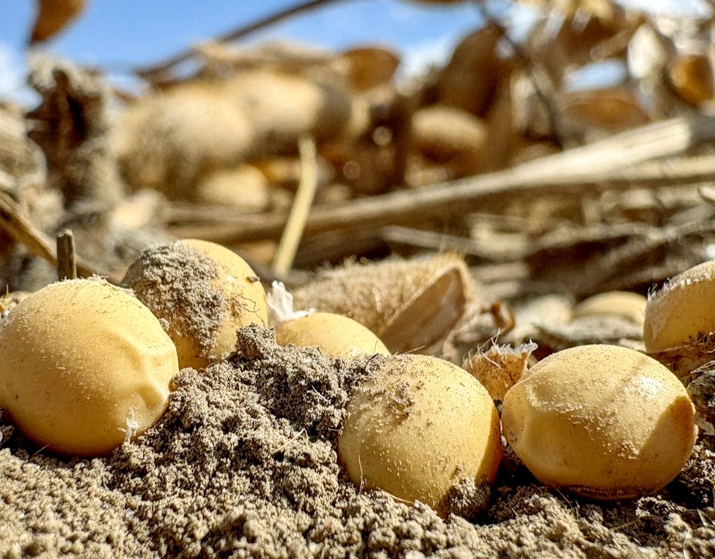 Individual Ontario soybeans lay on the soil due to pod shatter during harvest. Statistics Canada projects a 5.7 per cent decrease in national soybean production for 2025, year-over-year, with Ontario farmers anticipating an 8.8 per cent decrease. Ontario's harvested acres are expected to be around 2.9 million acres, with a projected yield of approximately 50.8 bushels/acre.