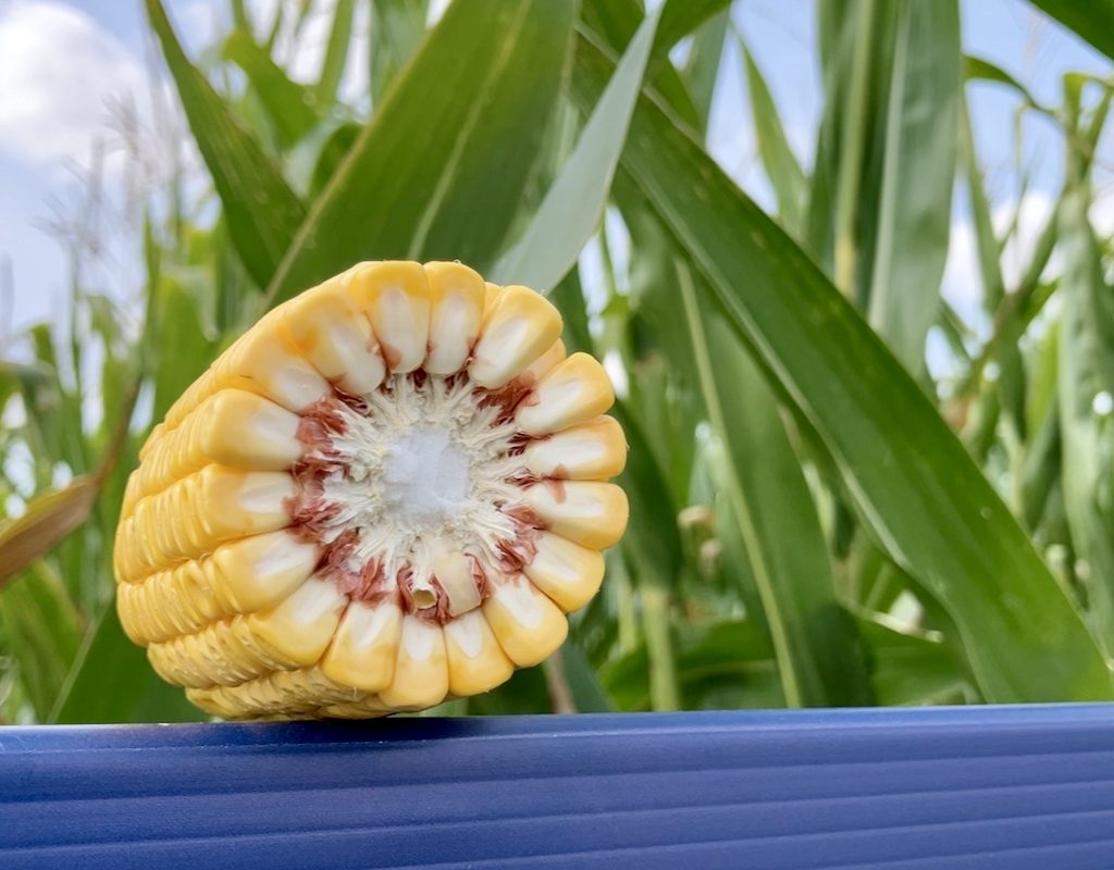A corn cob on display in the crop plots at the Maizex Seeds booth at Canada's Outdoor Farm Show 2025. Photo: Greg Berg