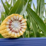 A corn cob on display in the crop plots at the Maizex Seeds booth at Canada's Outdoor Farm Show 2025. Photo: Greg Berg