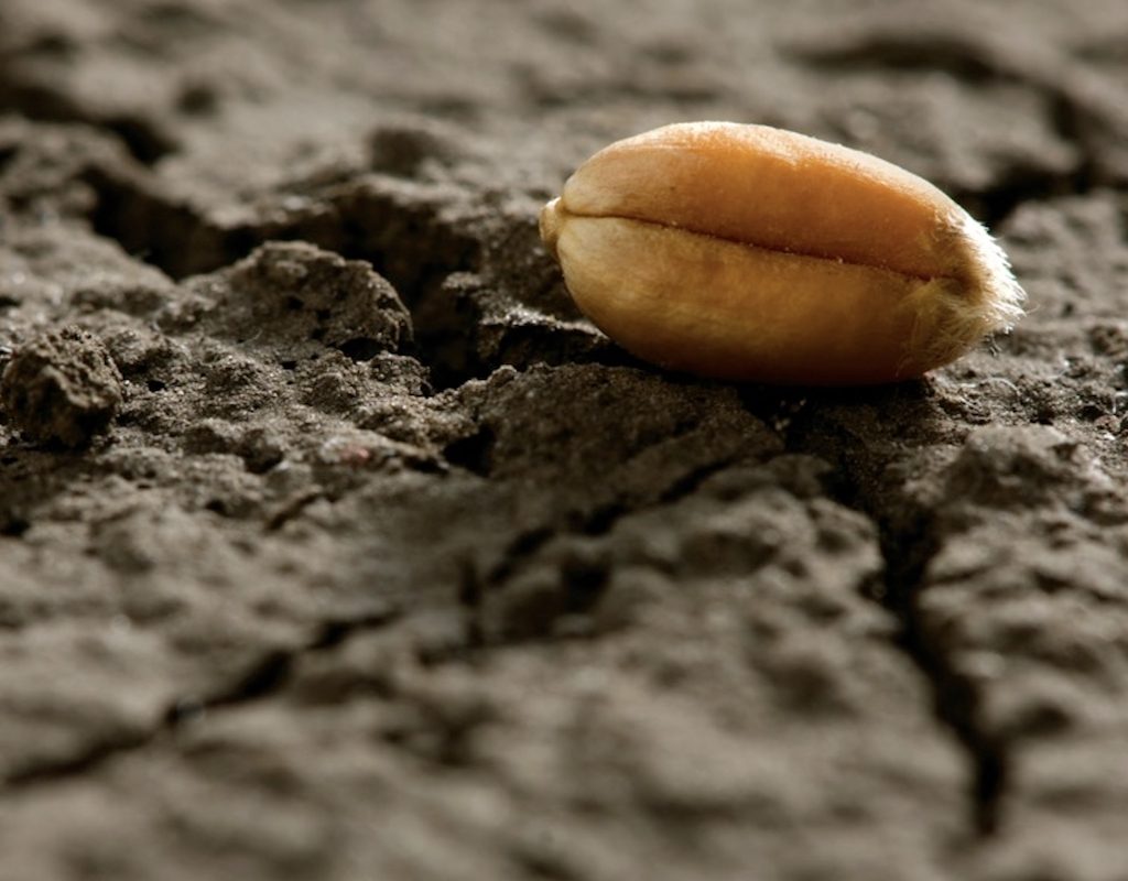 single grain of wheat on dry, cracked soil
