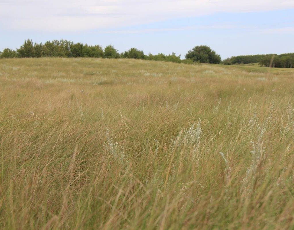 prairie grassland with a blue sky in the background