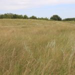 prairie grassland with a blue sky in the background