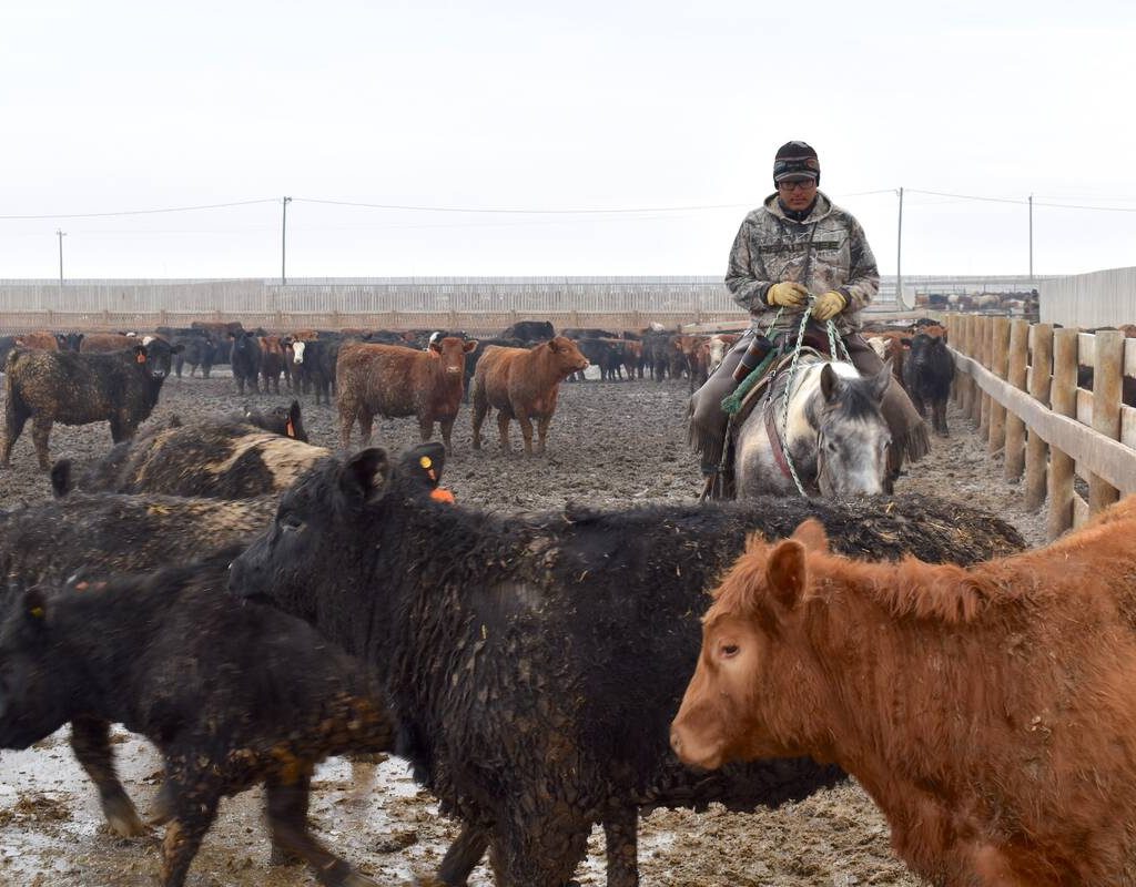 man riding a horse alongside cattle in a feedlot