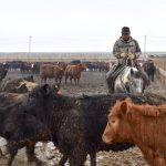 man riding a horse alongside cattle in a feedlot