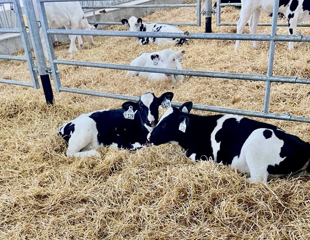 dairy calves laying on fresh hay in a barn