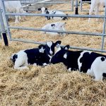 dairy calves laying on fresh hay in a barn