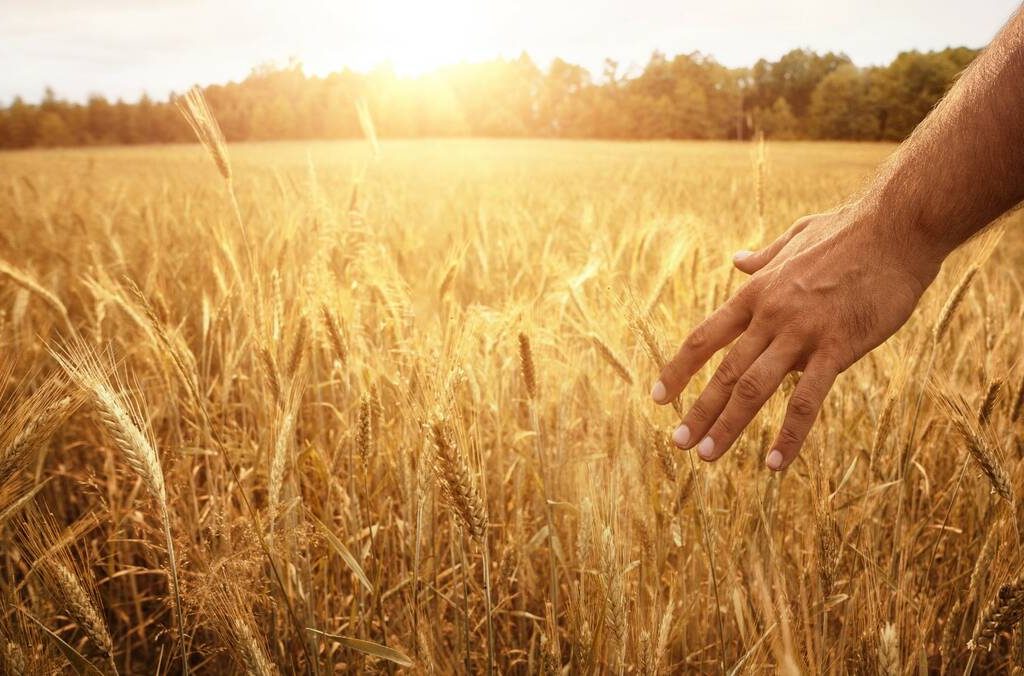 Farmer hand in wheat field.  PHOTO: FILE