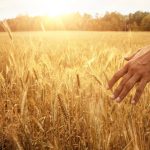 Farmer hand in wheat field.  PHOTO: FILE
