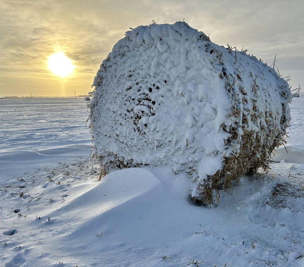 A straw bale stands in the middle of a field, surrounded by drifts and blowing snow in December 2024. Photo: Alexis Stockford