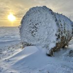 A straw bale stands in the middle of a field, surrounded by drifts and blowing snow in December 2024. Photo: Alexis Stockford