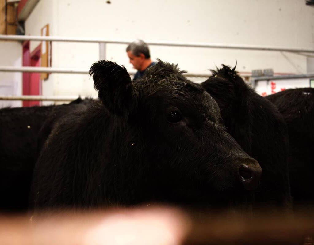 Cattle being sold at the Gladstone Auction Mart in Gladstone, Manitoba, on October 28, 2025.