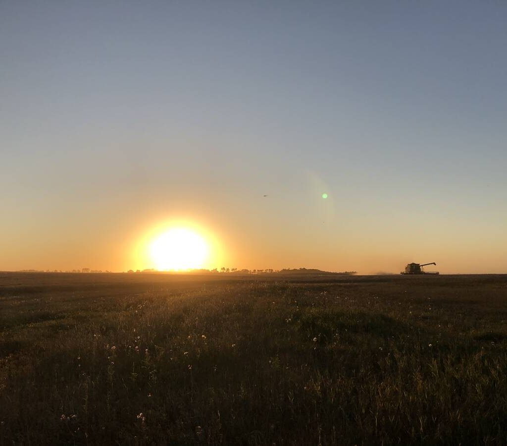 Wheat harvest in Binscarth, Manitoba on Sept. 25, 2025. Photo: Greg Berg