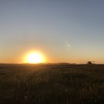 Wheat harvest in Binscarth, Manitoba on Sept. 25, 2025. Photo: Greg Berg