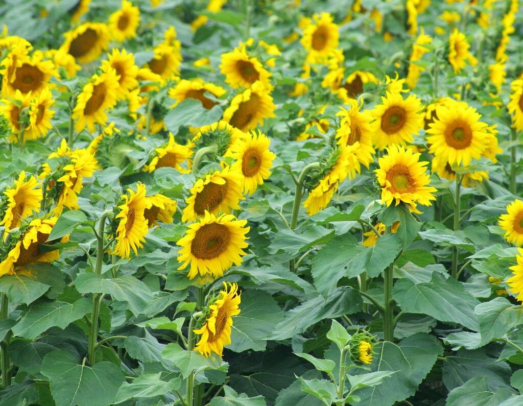 A sunflower crop in bloom near Rathwell in central Manitoba in late July 2025. Photo: Alexis Stockford