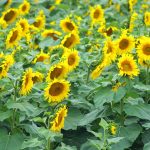 A sunflower crop in bloom near Rathwell in central Manitoba in late July 2025. Photo: Alexis Stockford