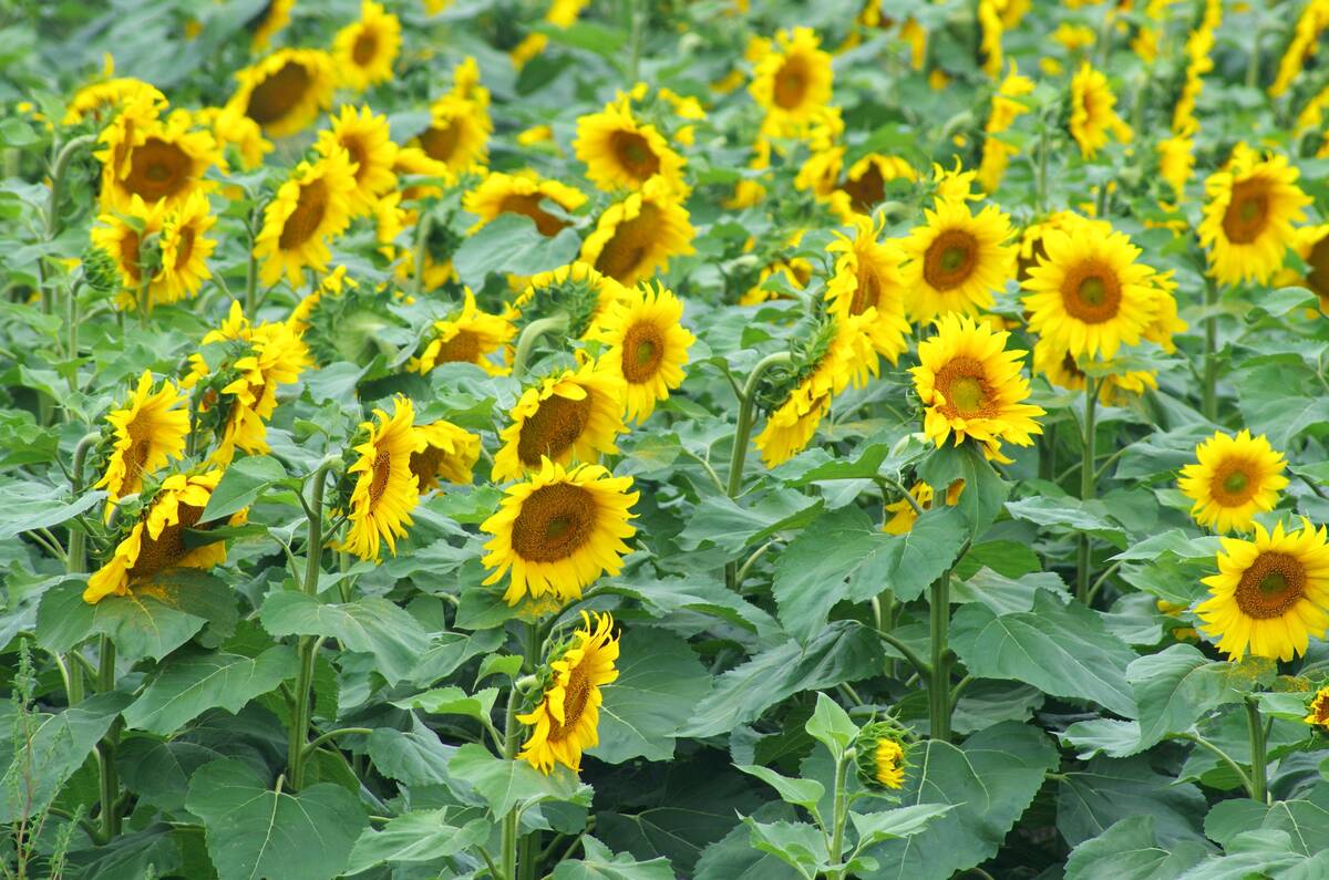 Image for Ukraine increases rapeseed, soybeans processing as sunflower crop falls, analyst says