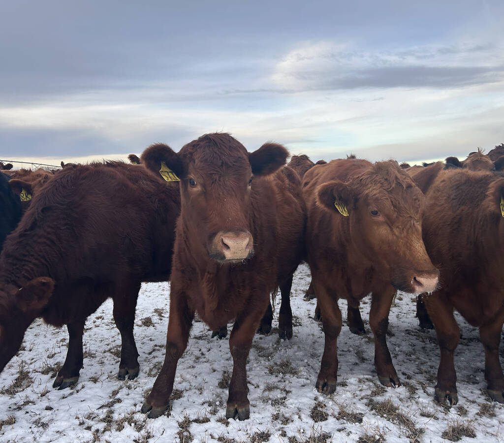 Feed grains prices are levelling as end user demand, farmer selling decline  |  File photo