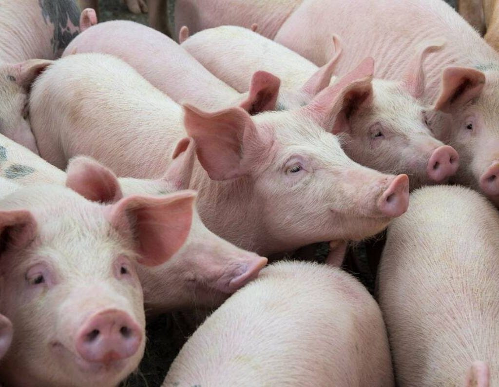 pigs Photo: Getty