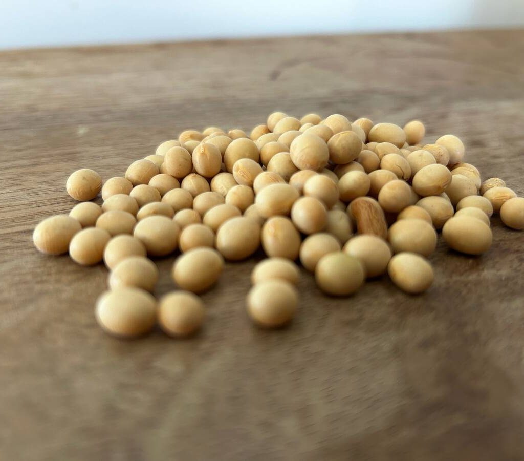Soybean seed. PHOTO: ALEXIS STOCKFORD