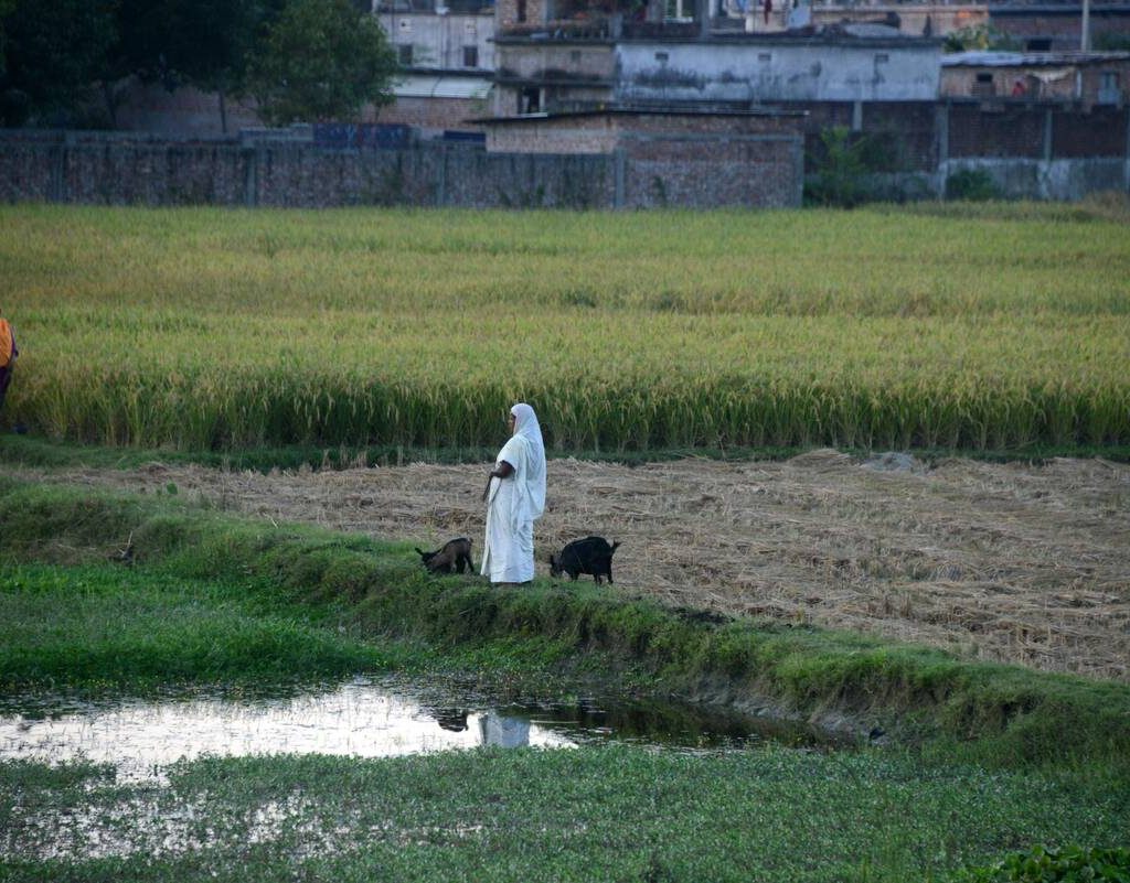 Indian village women are seen on their farmland in Bihar, India, on November 24, 2024. Photo: Diptendu Dutta/NurPhoto