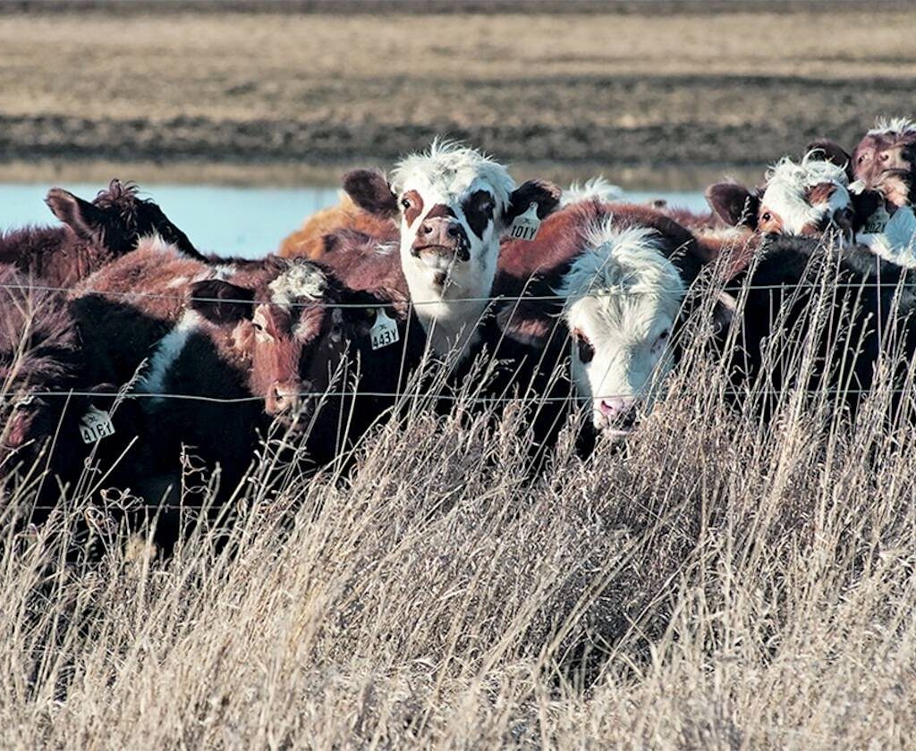A group of brown and white beef cattle in the pasture.