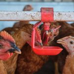 A backyard flock of chickens drinking water. PHOTO: Nicolae Malancea/ISTOCK/GETTY IMAGES