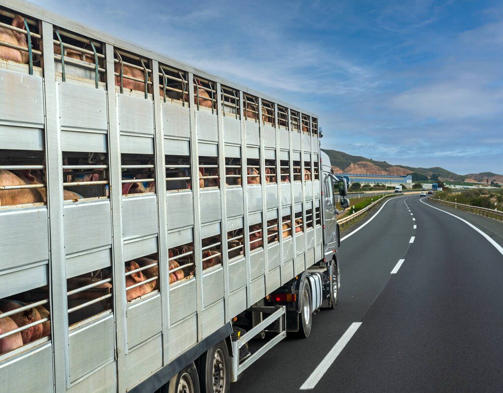 Pigs are transported in a livestock hauler truck.