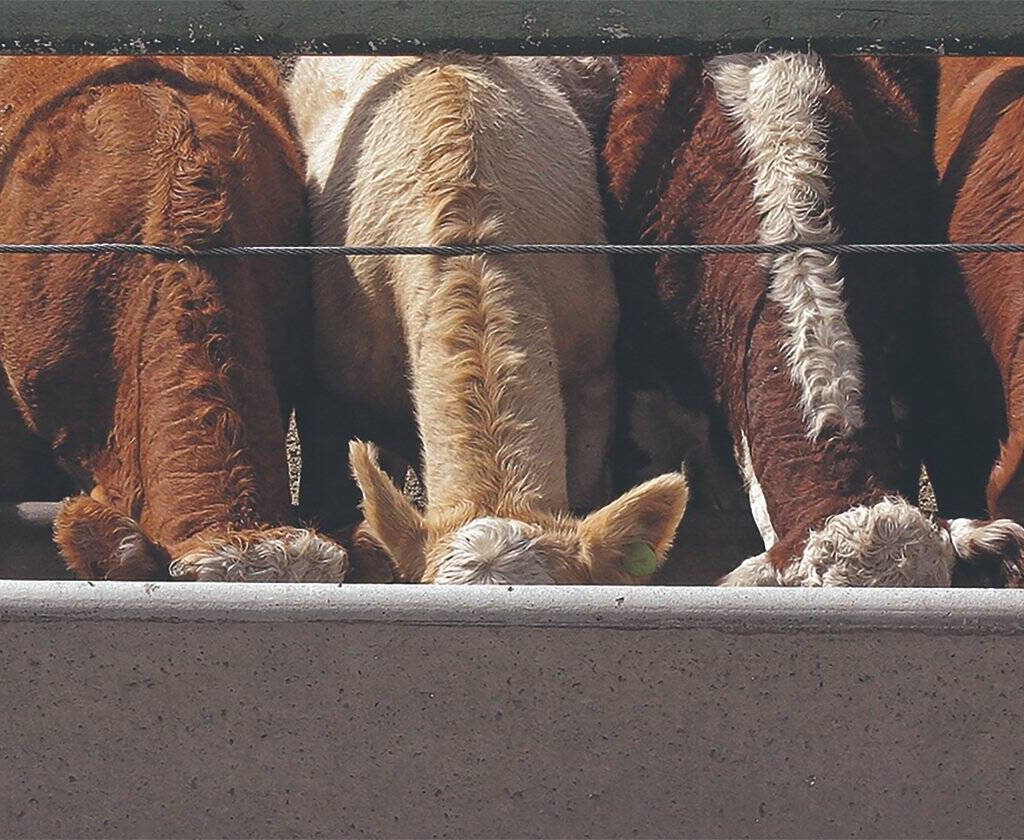 Cattle on a feedlot. PHOTO: FILE