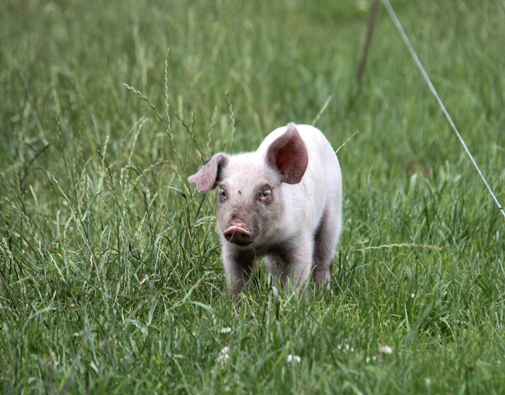 A piglet on a Danish organic pig farm. Photo: Geralyn Wichers