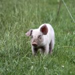 A piglet on a Danish organic pig farm. Photo: Geralyn Wichers