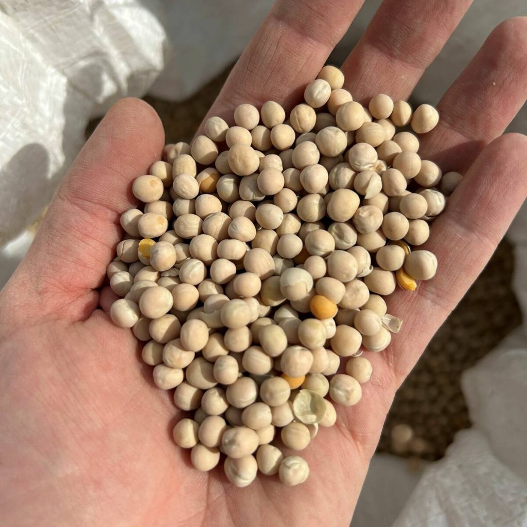 During 2025, Canadian yellow peas were hit with tariffs China and India. PHOTO: FILE