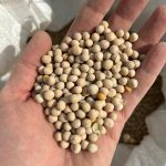 During 2025, Canadian yellow peas were hit with tariffs China and India. PHOTO: FILE