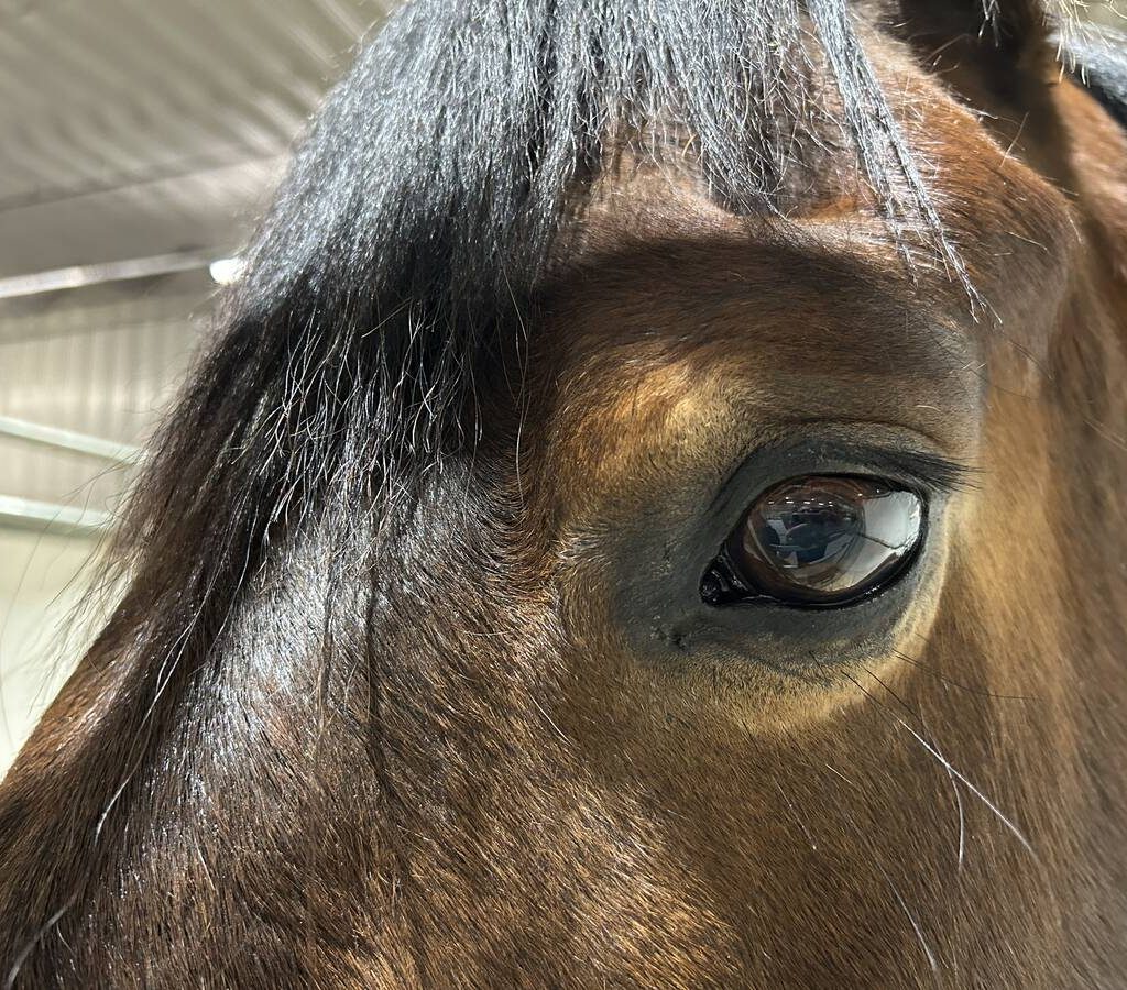 Close up of a horse's eye.