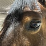 Close up of a horse's eye.