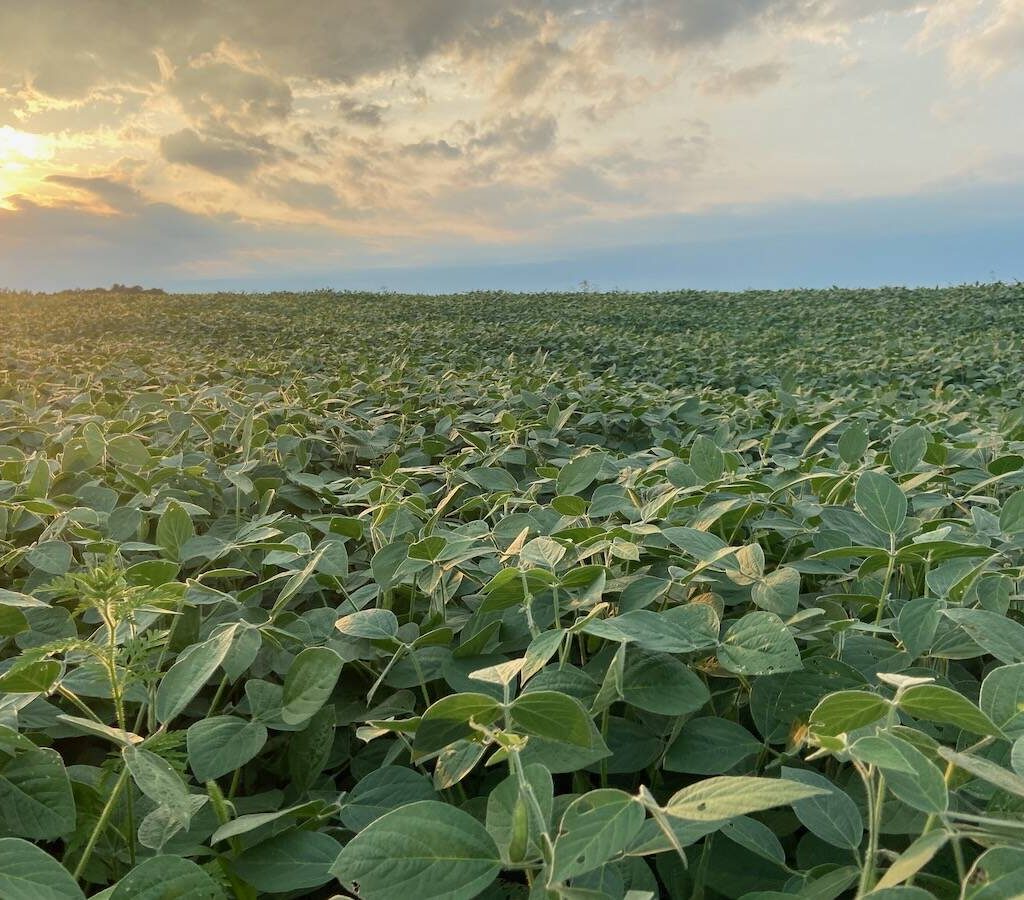 A field of green soybeans. Photo: John Greig